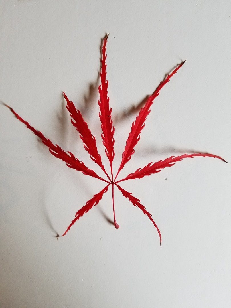 Click to View Larger