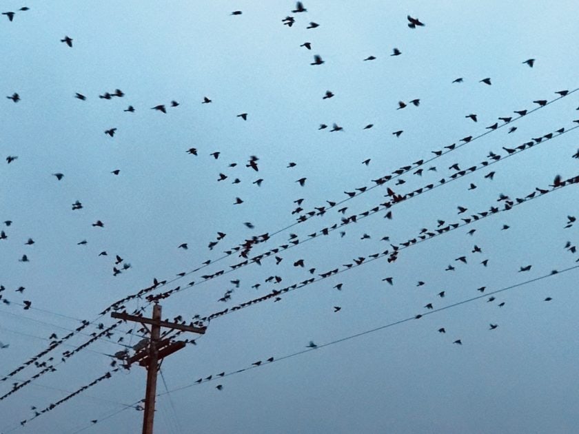 Click to View Larger