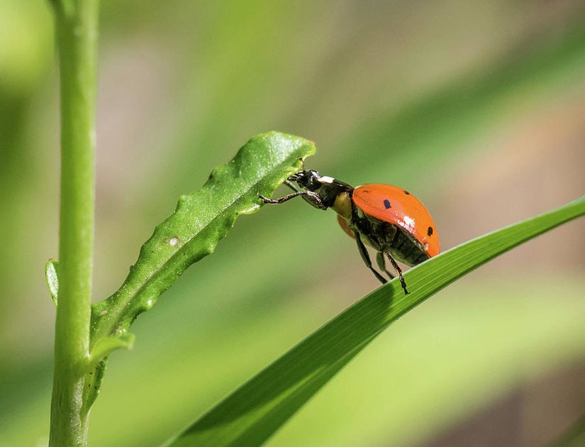 Click to View Larger